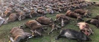 Любовь к корриде превращает испанцев в нелюдей
