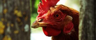 В Италии военные случайно обстреляли из танка птицеферму