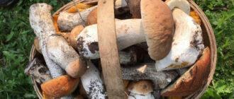 Россиянам ограничили возможность собирать грибы и березовый сок